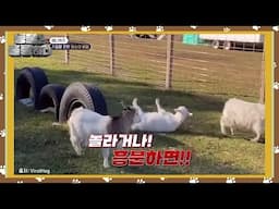 [애니퀴즈] 기절할 만한 염소의 비밀 [동물은 훌륭하다] | KBS 250210 방송