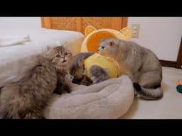 A kitten gently grooming its mother cat after surgery was so cute.