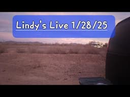 Lindy's Live 1/28/25 Retry  Hopefully a calmer live.