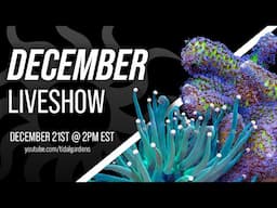 Tidal Gardens December 2024 Live Show