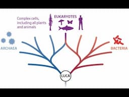 Life's Information: Evolution Before LUCA – Dr. Terrence Deacon (UC Berkeley)