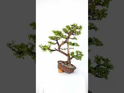 Majestic Portulacaria Bonsai Creation!