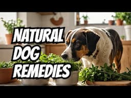 How Can HERBS Help Your Dog? with Rita Hogan