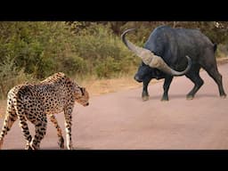 ¡Este Leopardo Se Metió Con El Toro Equivocado!