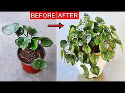 Watermelon Peperomia CARE 101 - BEST Soil Mix, Fertilizers, Light & Water Requirements