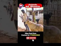 Biggest Goat in Goat Market | Vijay Goat Farm #mecheri #salem #goatfarming #trending #sstvreview