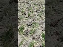 Grass Planting Method