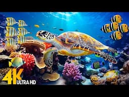 Underwarter World🐠Tropical Fish, Coral Reef, Jellyfish-Relaxing Music for Deep Sleep, Meditation #2