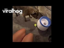 Dog Doesn't Understand Toy || ViralHog