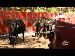 Temple Grandin Designed Cattle Chute At Texas Tech Research Facility