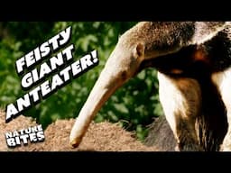 Will This Feisty Giant Anteater Find a Date? | | The Secret Life of the Zoo | Nature Bites