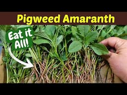 Eat it Raw! Eat the Roots! One of my favorite summer garden weeds to eat - Redroot Pigweed Amaranth