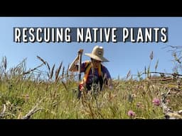 How to get free native plants: come salvage with me 🌿