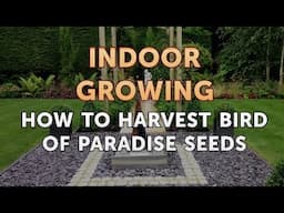 How to Harvest Bird of Paradise Seeds