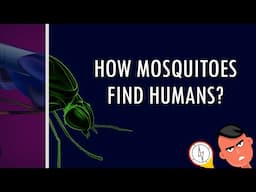 How Mosquitoes Find Humans