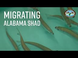 Migrating Shad Tracking in Arkansas