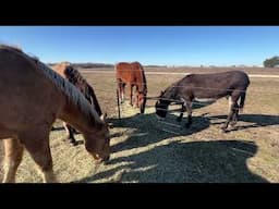 Saturday Morning Breakfast With The Horses - 2.1.25