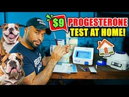 How to progesterone test your dog, $9 a test at home🏠 (*UPDATED*) Hoek IF-1