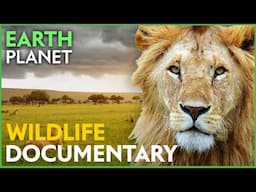 Wildlife Stories - nature documentary | Lions Documentary | Wild Africa | Masai Mara Reserve