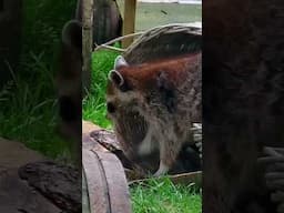 Christmas family arguments with the Raccoons #christmas #raccoons #fyp  #cute