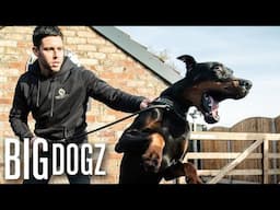 Intruders Beware! World’s Best Trained Guard Dogs  | BIG DOGZ