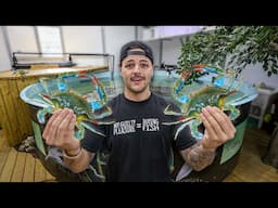 Buying BIG CRABS for My SHARK POND!!