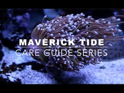 Maverick Tide: Care Guide Series