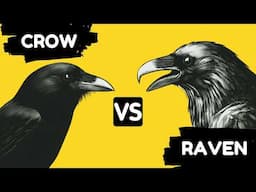 The Fascinating Differences Between Crows and Ravens