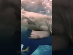 Huge Great White Shark Passing #greatwhite #whiteshark #sharks #shorts