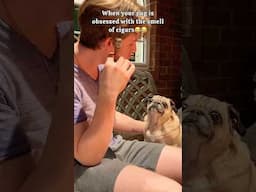 She loves the smell🚬#funny#dog#pug#love#lovestatus#couple#doglover#cute#couplegoals#puglife#puppy#l