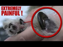 NEVER Let This Happen To Your Dog's Nails !