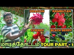 TERRACE GARDEN TOUR Part - 1| அட்டகாசமா ரெடியான நம்ம மாடித்தோட்டம் | OCTOBER UPDATE | BLACK BERRY