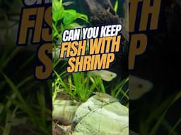 Can YOU Keep FISH with SHRIMP? | Shrimp in Fish Tank ?