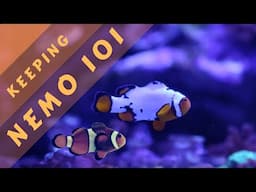 Clownfish Care: Everything you need to KNOW!!