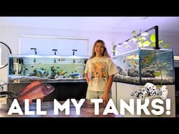 ALL of my Fish Tanks in ONE Video - FULL UPDATE!