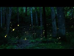 Synchronous Fireflies in the Great Smoky Mountains National Park