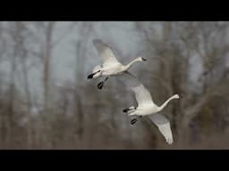 Experience the Ballet Of Flight in 4K - Wild Tundra Swans