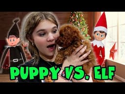 The Best Of Our NEW PUPPY And The Elf On The Shelf!