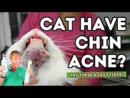 Got a Cat with Chin Acne? Here's 4 Quick Steps to Clear It Up!