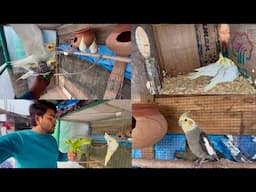 Basic information for cockatiel bird breeding | cockatiel breeding information |