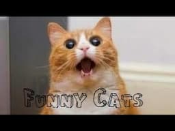 Funny Videos - Funny Cats Compilation - Funny Animals