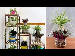 Planting ideas for busy people and how to recycle plastic bottles into aquatic plant pots