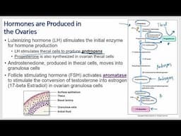 Reproduction Physiology: Female reproductive Function, Menstruation, Fertilization and Pregnancy