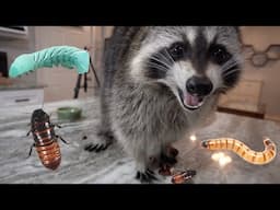 Will my pet raccoon eat bugs?  Sickening Results!!