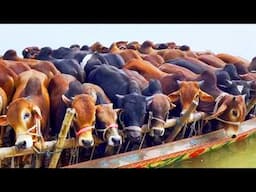 cow unloading, cow videos, cow video, animal, big cow, goru hamba cow, Ep-165