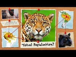 There Are Likely 86,834 Jaguars in Brazil. Here’s Why.