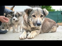 Rescue Of Sweetest Stray Dog And Her Last Puppy