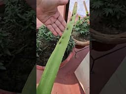 Meet my King Aloevera tips #aloevera #gardening #voiceofplant