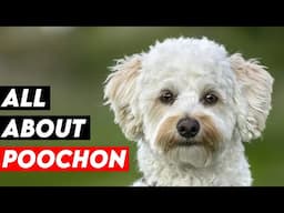 Key Facts Every Poochon Owner Should Know