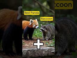 🚨VIRAL ALERT! Hilarious red panda + cute raccoon mashup! Name this ADORABLE creature! 😍🦝🐼